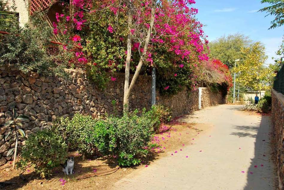 Lesanel - Guest House Arad Exterior photo